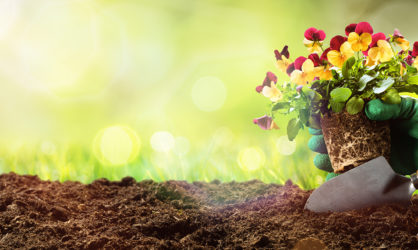Soil / Compost