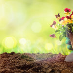 Soil / Compost